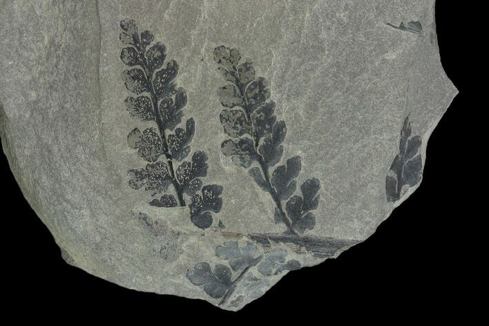 Pennsylvanian Fossil Fern (Sphenopteris) Plate - Kentucky #138536